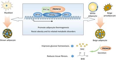 Directly targeting PRDM16 in thermogenic adipose tissue to treat obesity and its related metabolic diseases